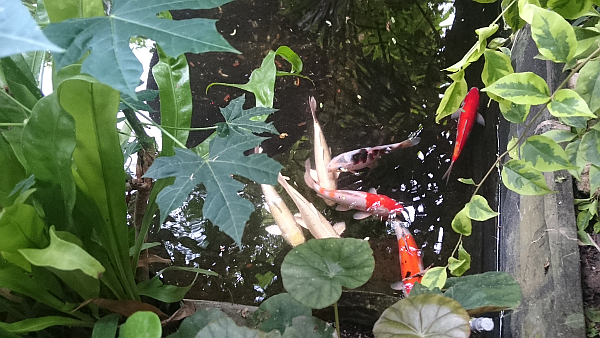 A pond inside the garden of Tasty Vegan. Photo: Mittens and Sunglasses © 2017