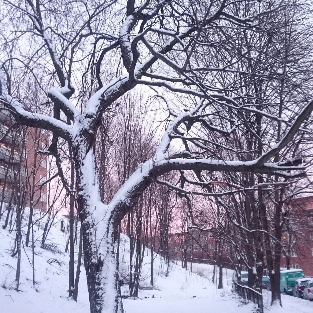 Winter morning in Oslo. Photo: Mittens and Sunglasses © 2019