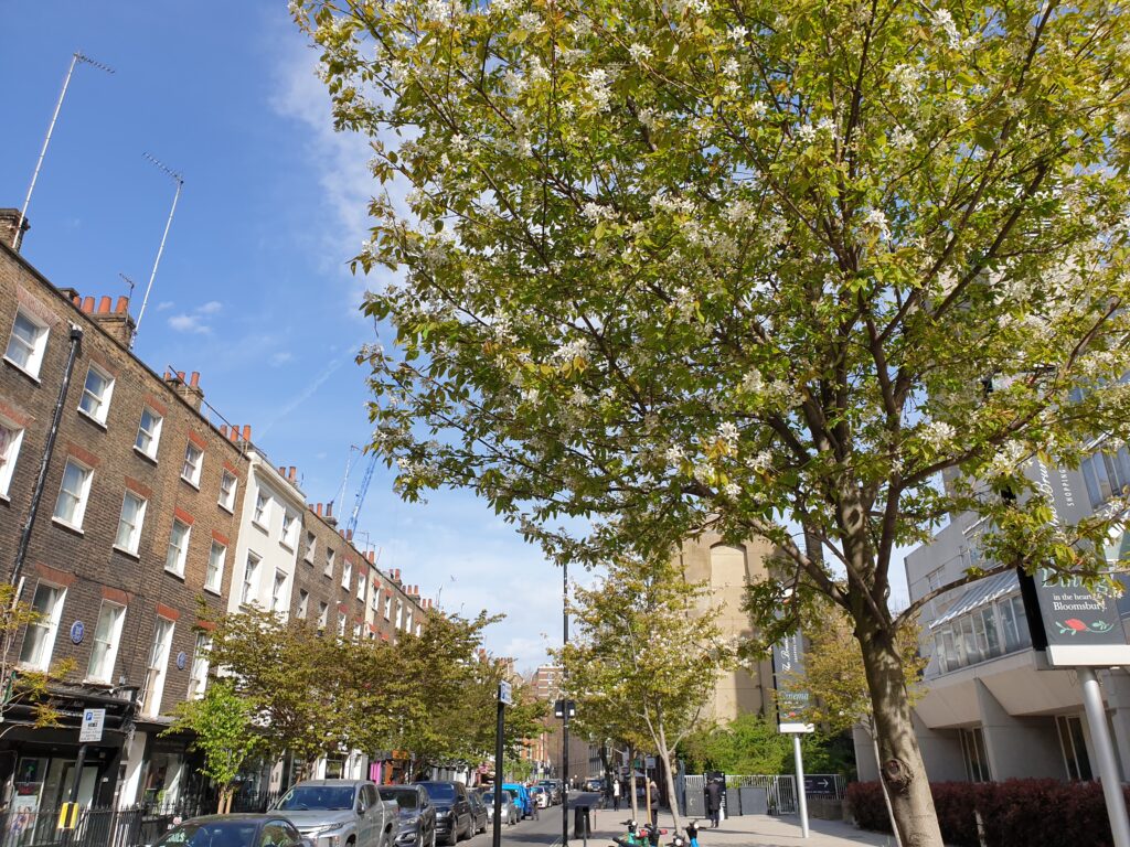 A street with flowering trees