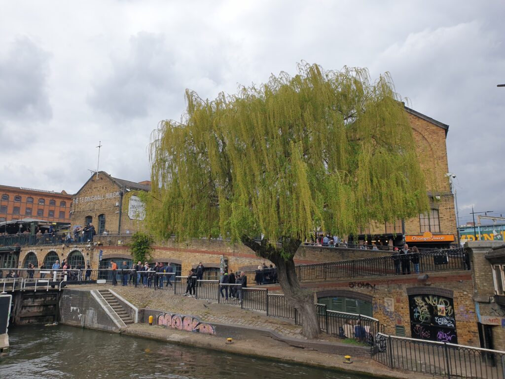 A large green tree is on the shore of a river. Behind it brick buildings.