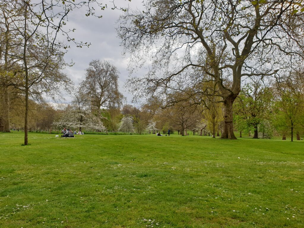 A park with trees. Some has new, green leaves, some white flowers. The grass is green, with several daisies.