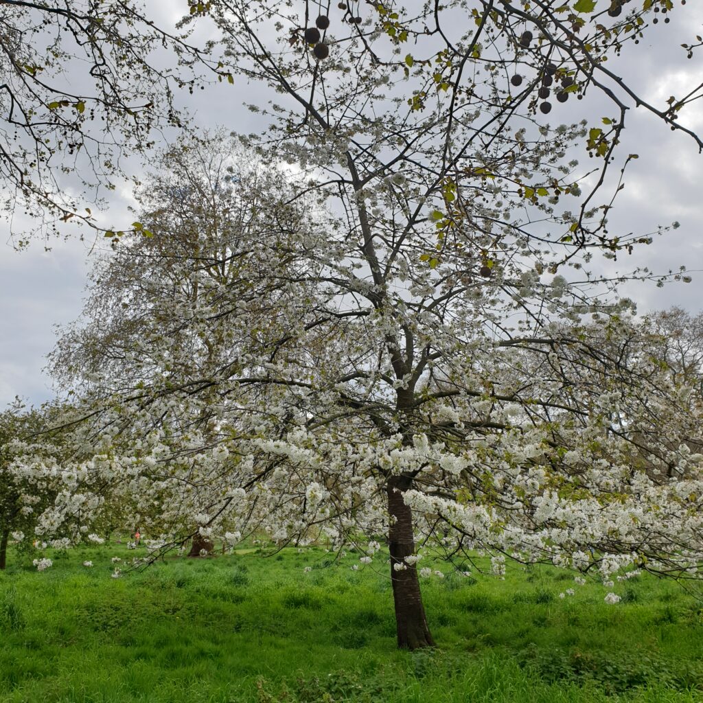 A tree full of white flowers on green grass