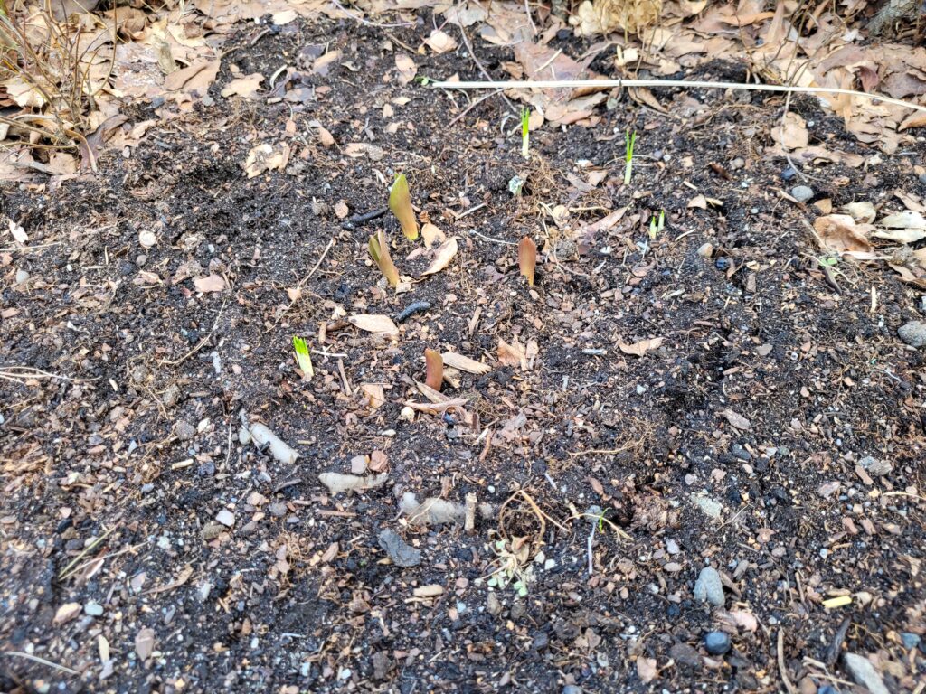 A few green plants coming up from the dirt.