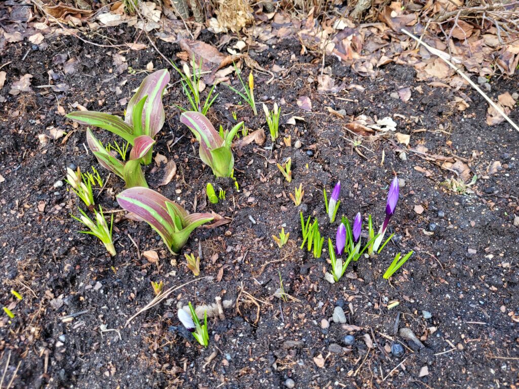 Flowerbed with some crocuses, as well as the leaves of tulips and other plants.