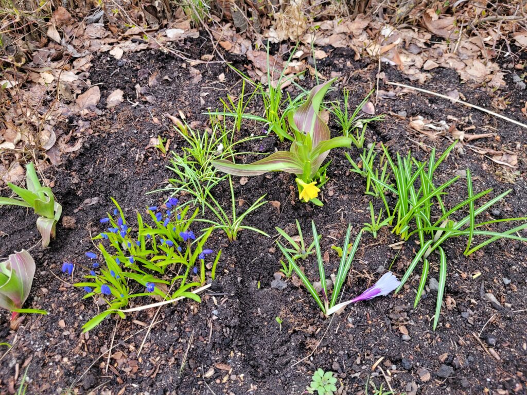 A flower bed with miscellaneous bulb flowers, some blooming.