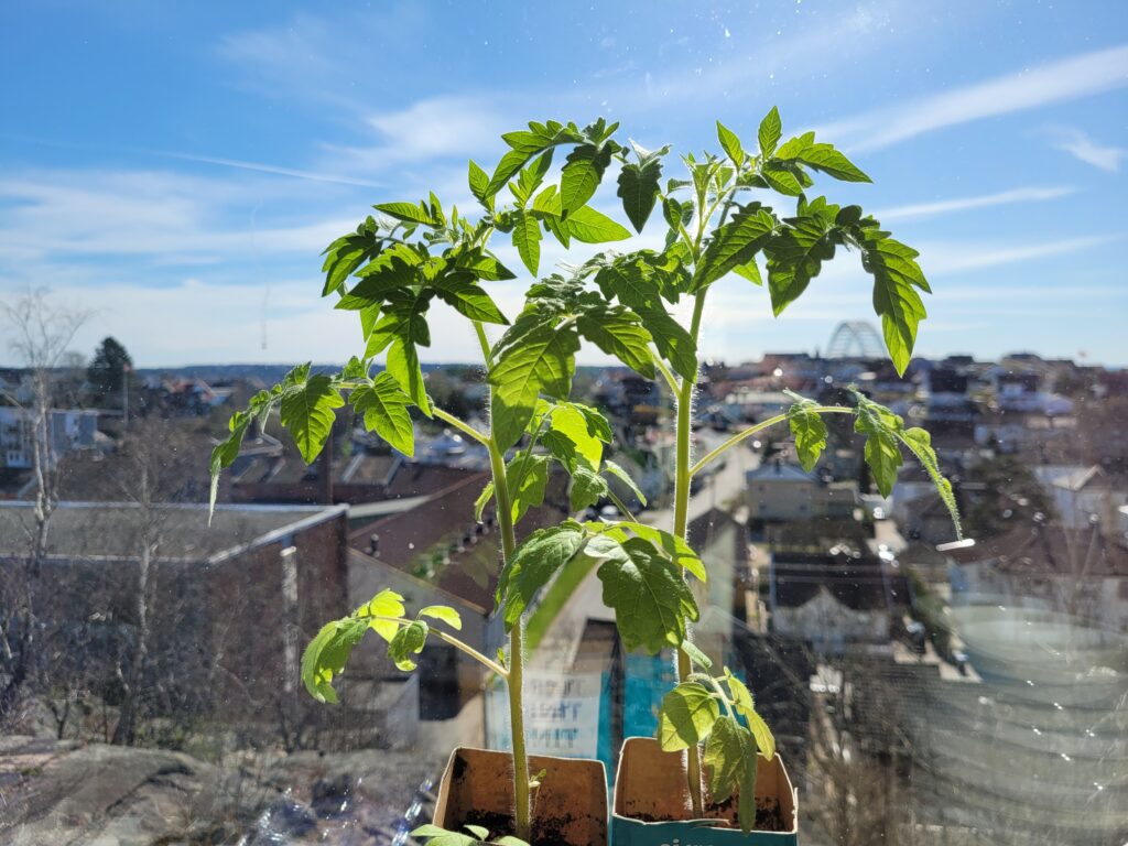 Two green tomato plants in front of a window.