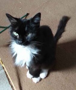 A small black and white cat sits on a floor. Her foor is a bit shabby, and she looks thin.